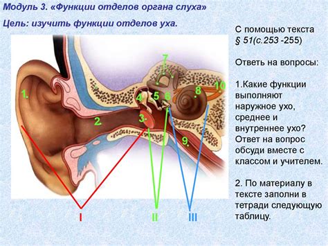 Работа слухового анализатора - механизмы и принципы